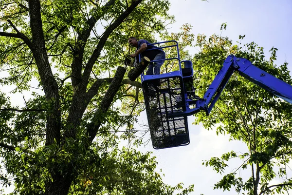 Man trimmen boom — Stockfoto