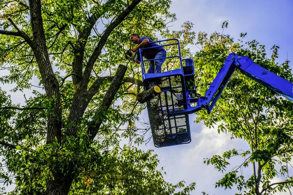 Man Trimming Tree — Stock Photo, Image