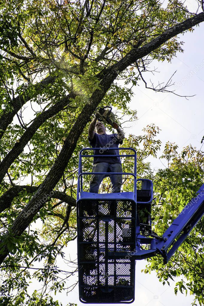 Man Trimming Tree