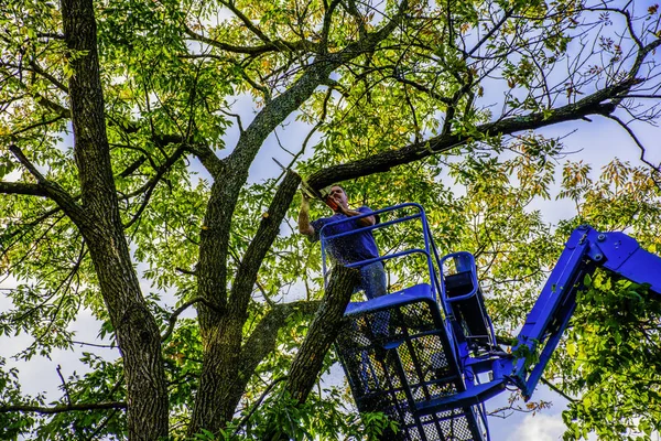 Hombre recortar árbol — Foto de Stock