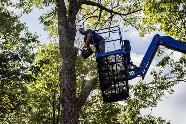 Man snijden boom — Stockfoto