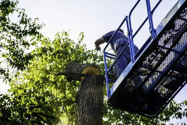 Hombre cortando árbol —  Fotos de Stock