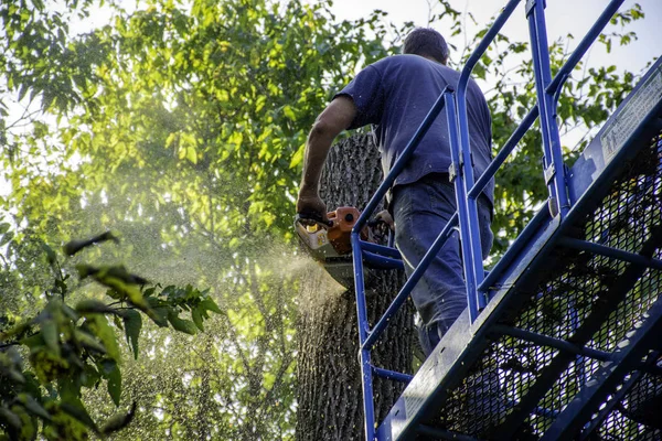 Hombre cortando árbol —  Fotos de Stock