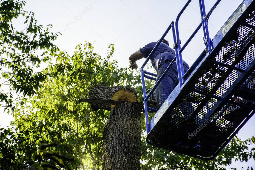 Man Cutting Tree