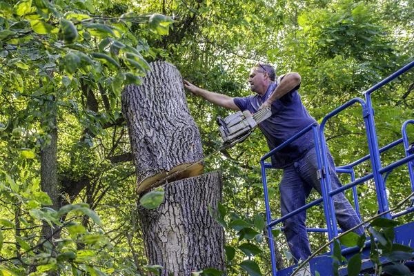 Man snijden boom — Stockfoto