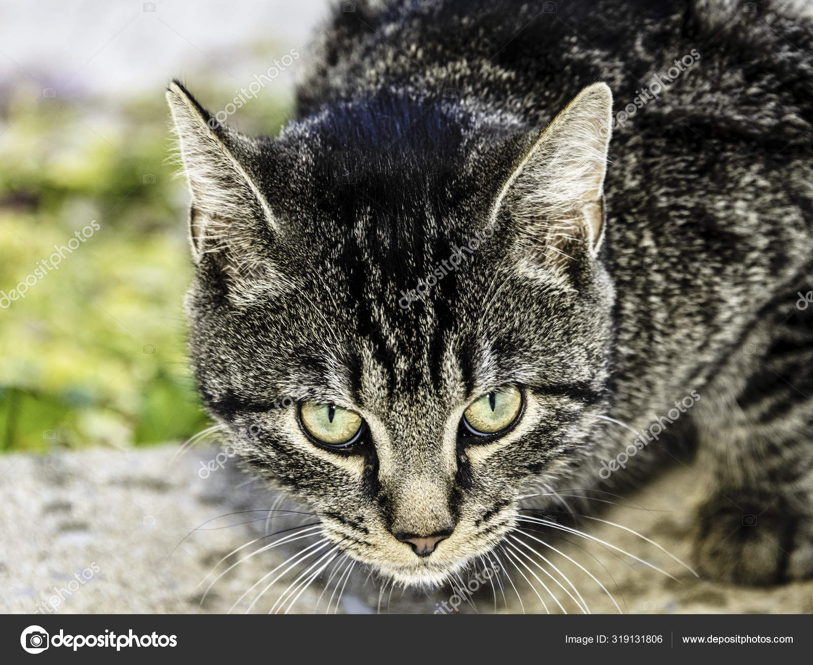 Fermer Signifie Regarder Noir Gris Raye Jeune Chat Regardant Camera Image Libre De Droit Par Zenmaster8 C