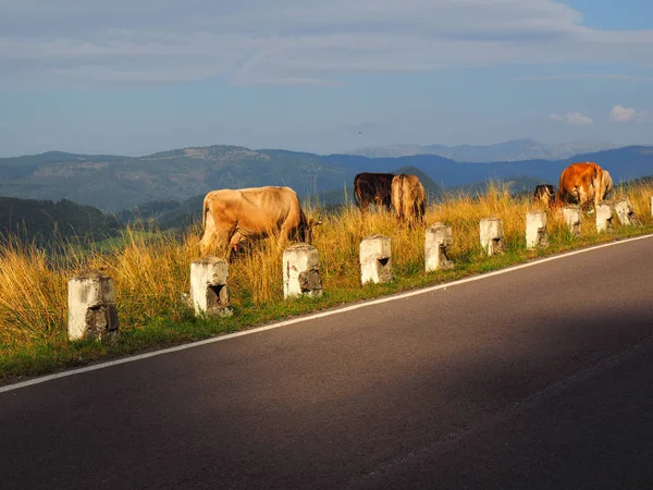 Корова на высокогорном пастбище — стоковое фото