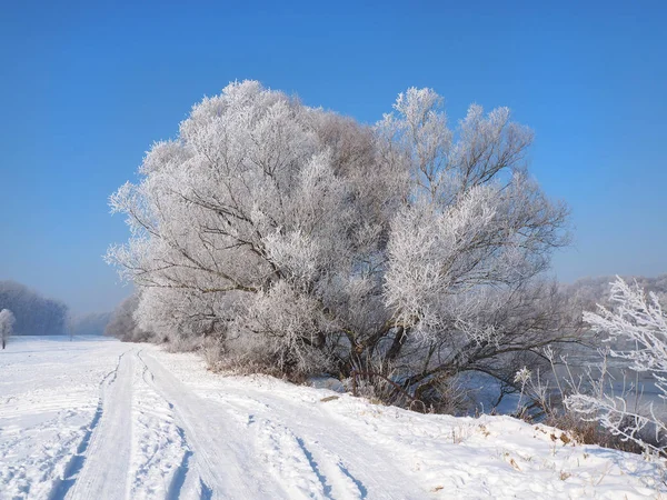 river under the ice and tree branches covered with white frost