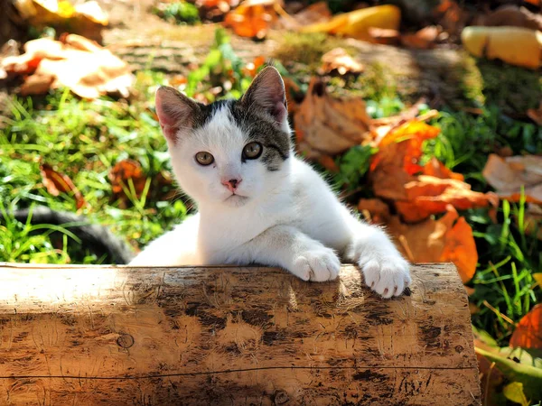 Kütüğün üzerindeki sevimli kedi. — Stok fotoğraf