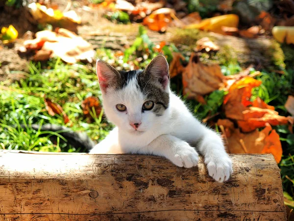 Kütüğün üzerindeki sevimli kedi. — Stok fotoğraf