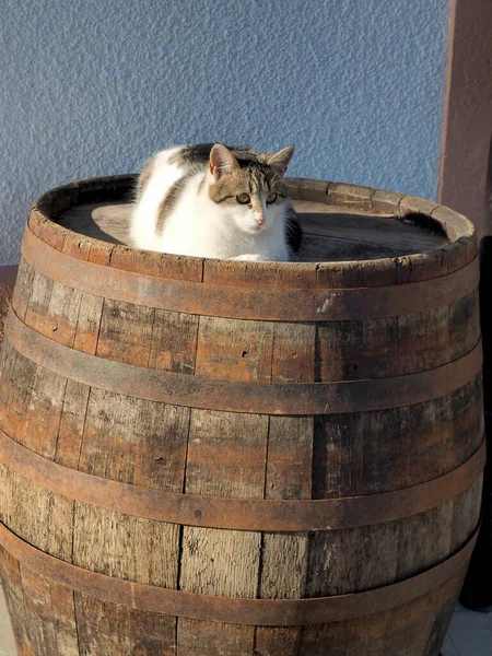 Kot Starej Drewnianej Beczce — Zdjęcie stockowe