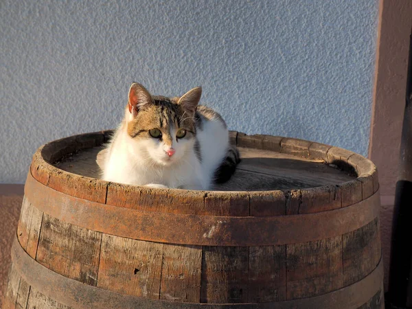 แมวบนถ งไม — ภาพถ่ายสต็อก