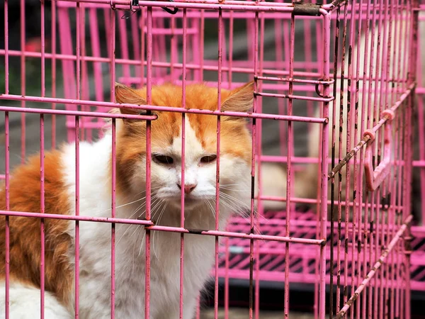 Cat Cage Market Asia — Stock Photo, Image