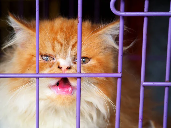 Cat Cage Market Asia — Stock Photo, Image
