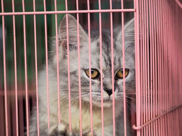 Gato Jaula Mercado Asia — Foto de Stock