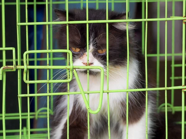 亚洲市场上的一只猫在笼子里 — 图库照片