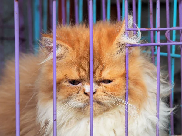 Cat Cage Market Asia — Stock Photo, Image