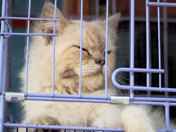 Cat Cage Market Asia — Stock Photo, Image