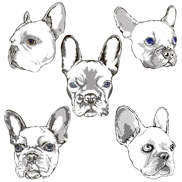 Francês bulldog retrato esboço mão desenho conjunto — Vetor de Stock