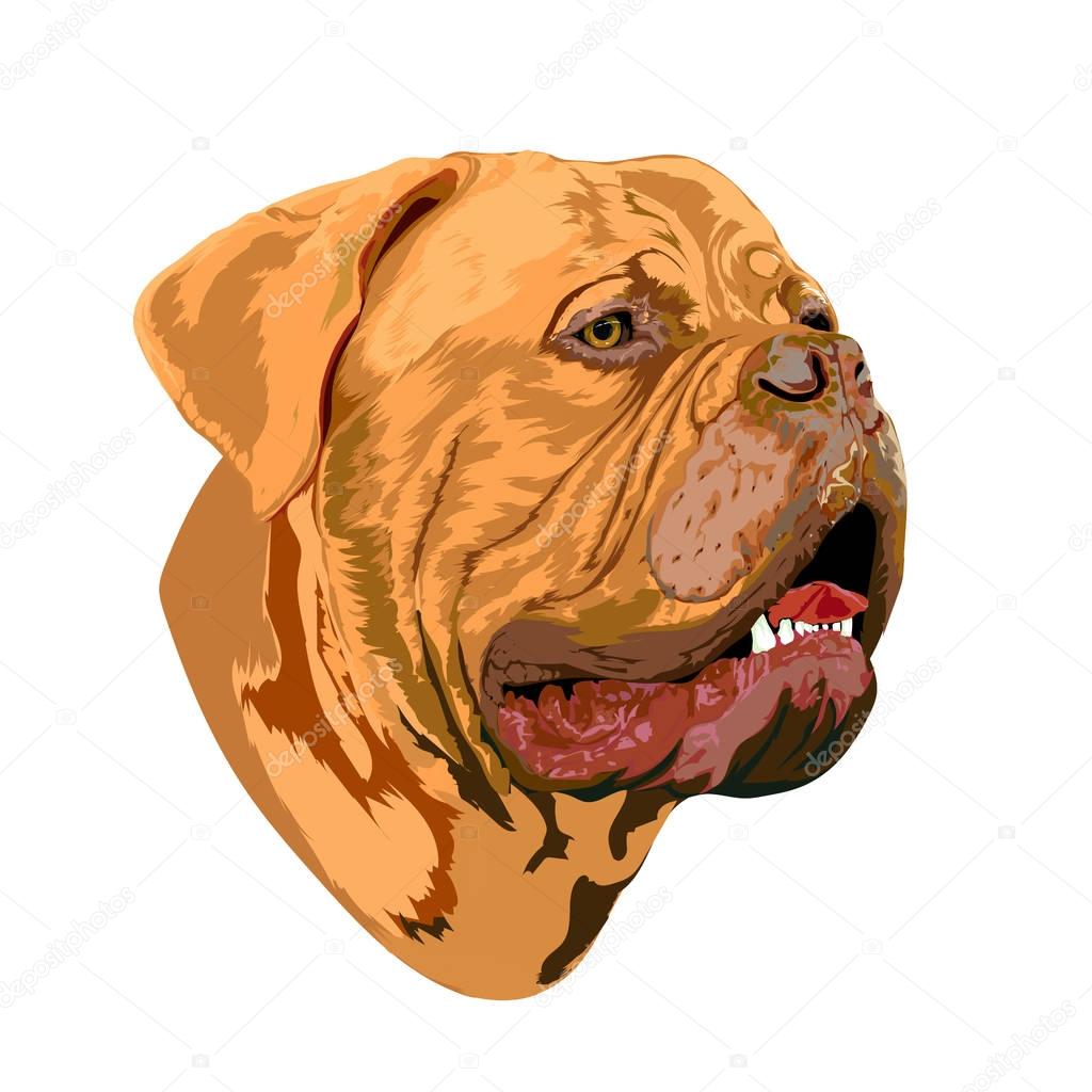 Portrait of a Bordeaux dog