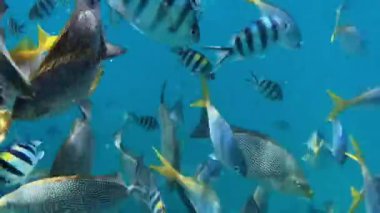 Bir sürü egzotik tropik balık suyun altında Samui Adası yakınlarında.