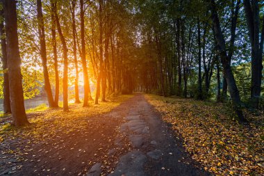 Kırsal parkta ağaçların arasında sıcak sonbahar günbatımı ışığı