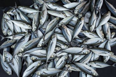 Çok bütün taze balık