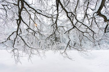 Karlı ağaçların dalları bir kar yağışı sonra