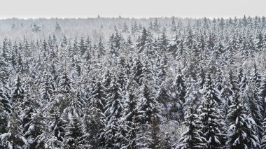 Ladin iğne yapraklı orman karla kaplı