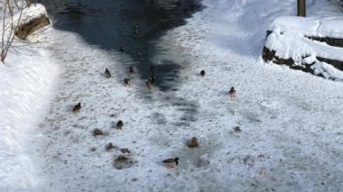 Yaban ördekleri kışın nehir buz parçası üzerinde yürüyen
