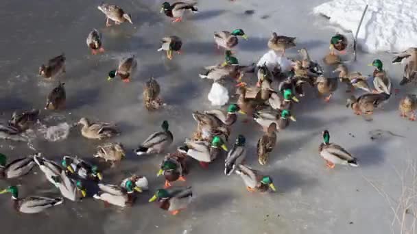 Wiele Dzikich Kaczek Drake Paszy Chodzić Lodzie Pływać Wodzie Wiosnę — Wideo stockowe