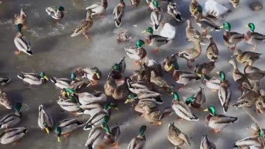 Yaban ördekleri ve drake bir sürü yem ve buz üzerinde yürümek ve bahar zaman yüzmek. Üstten Görünüm tarafından gelen gün vurulur