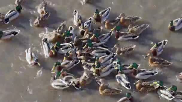 Veel Wilde Eenden Zijn Feed Rivierwater Eenden Zwemmen Het Water — Stockvideo