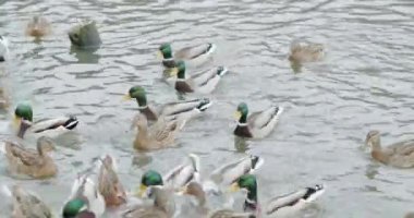 Nehirde yüzen ve beslenen ördek ve drake kalabalığı