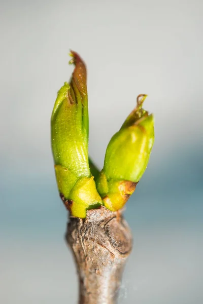 Bud vine with a young green leaf in the spring. Macro — Stock Image Bud vine with a young green leaf in the spring. Macro Royalty Free Stock Images