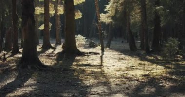 Ormanda sıcak güneş ışığı. Ormanlık alanda sinematik bir sahne. Ağaçların dalları ve gövdeleri. Kamera yerden yukarıya doğru hareket eder