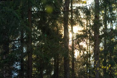 Ormanda ve turuncu günbatımında köknar ağaçları. Akşamları orman arka planı