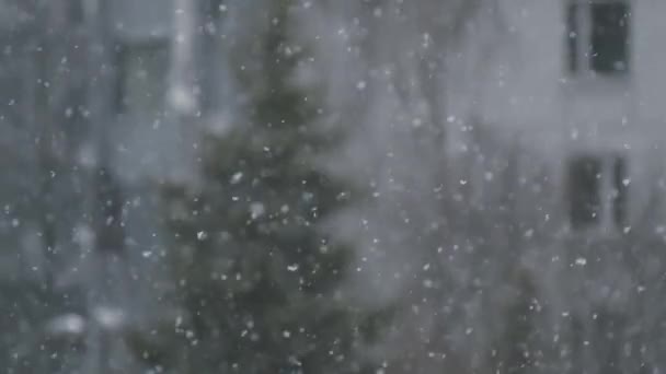 Snow Falling Winter Season Russian City Buildings Fir Tree Blurred — Stock Video