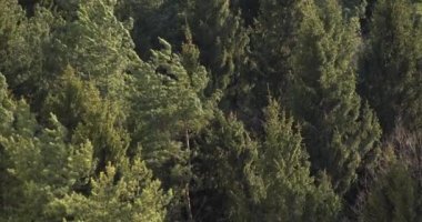 Orman köknar ağaçları rüzgarda sallanır. Yakın çekim yavaş çekim yan görünümü