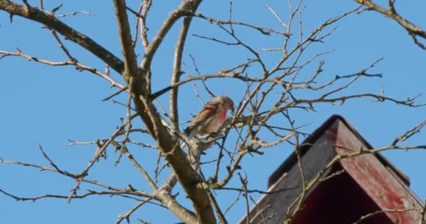 Linnet Bird Linaria Cannabina Sienta Una Rama Árbol Jardín Primavera — Vídeo de stock