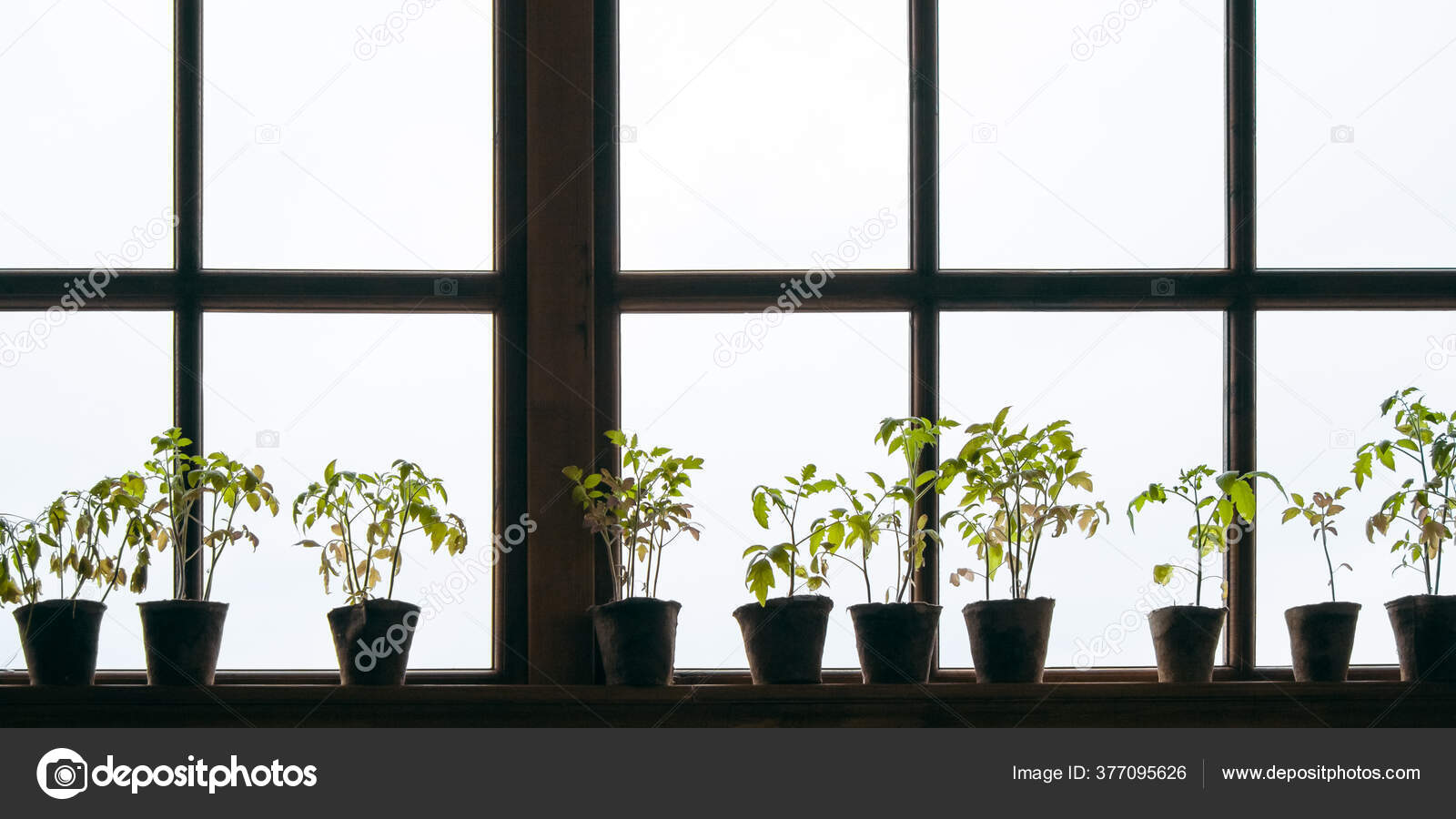 Plantas Maceta Alféizar Ventana Sobre Fondo Claro Ventana Las Plántulas