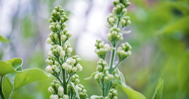 İlkbaharda kabarık tomurcuklu beyaz bir leylak dalını açmaya hazır. Arka planda bulanıklık olan yakın plan.