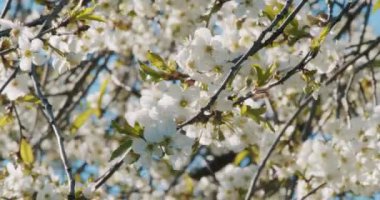 Bahar mevsiminde güneşli bir günde çiçekli güzel kiraz ağacı dalı