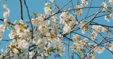Güzel çiçek açan kiraz ağacı dalı, güneşli bir günde, bahar mevsiminde mavi gökyüzüne karşı.