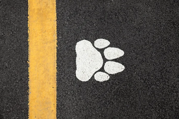dog footprint on the road
