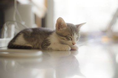 Canım bebek kedi uyku