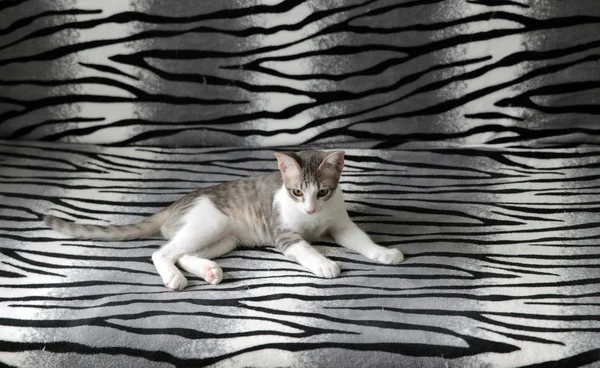 zebra deri kedi