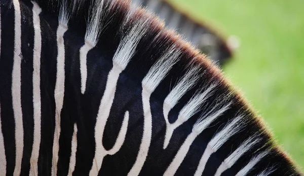 Pele de zebra em safari — Fotografia de Stock