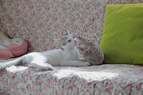 Bebek kedi avcısı kedi