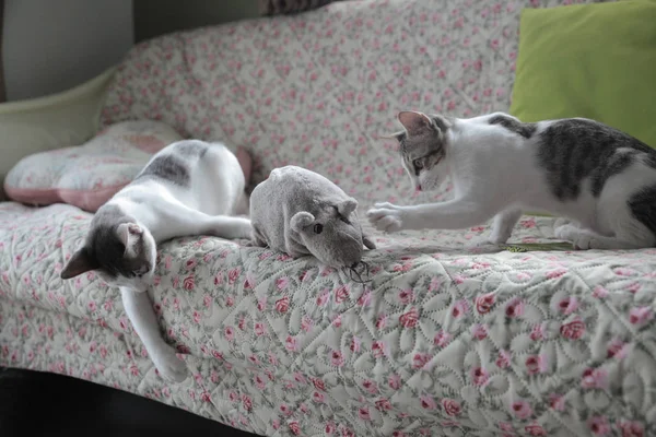 Bebek kedi avcısı kedi